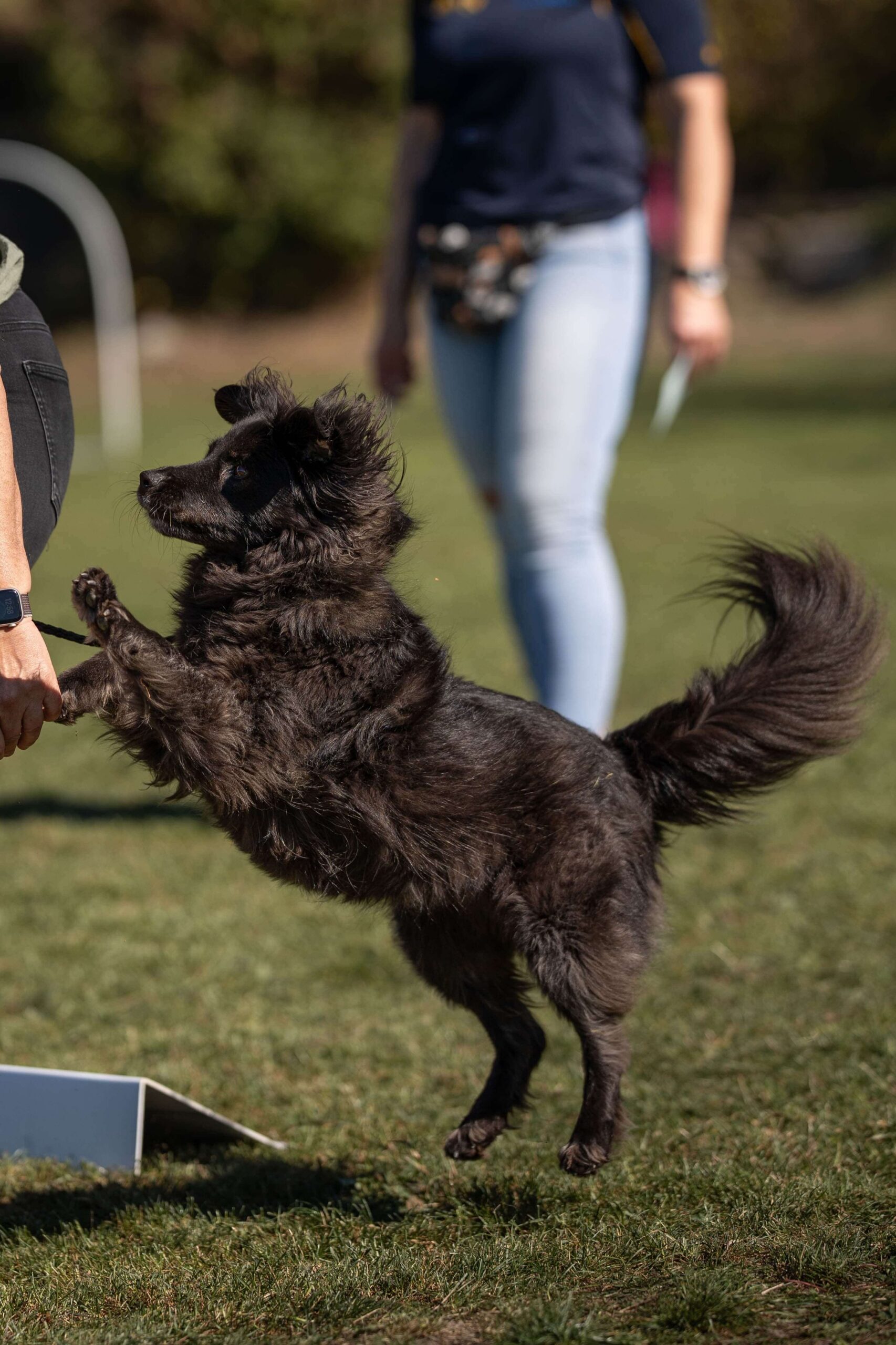 VDH Gaildorf Hundeverein Herbstfest 4